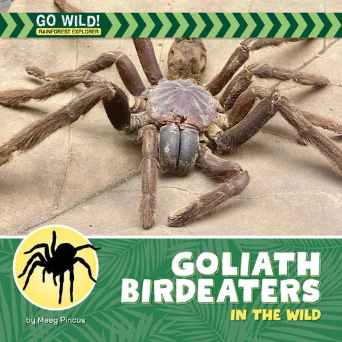 Goliath Birdeaters in the Wild